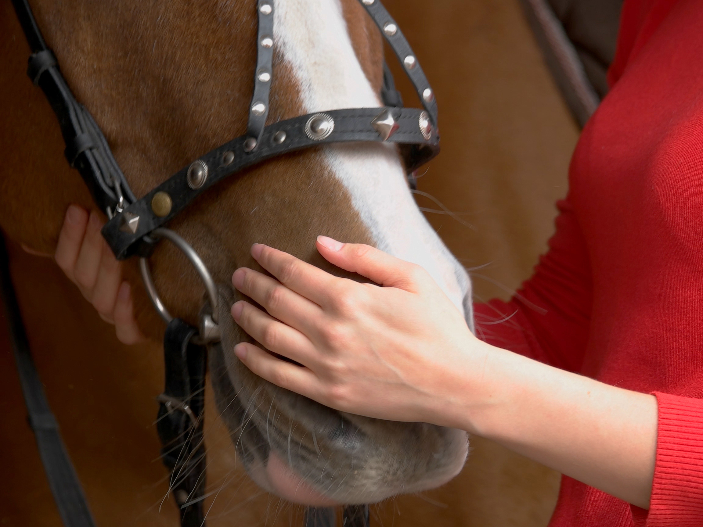 A person gently touching a horse’s muzzle during an equine-assisted therapy session, highlighting the role of horse therapy in addiction recovery and mental health rehabilitation